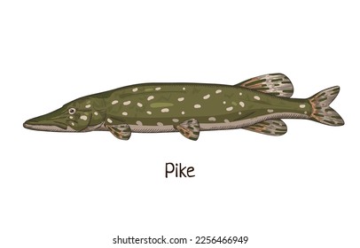 Pike, vintage drawing. Realistic river freshwater fish, water animal species drawn in retro style. Esox lucius side view. Detailed vector illustration isolated on white background
