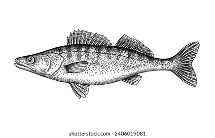 Pikeperch. Illustration of Zander. Freshwater fish ink sketch isolated on white background. Retro style.