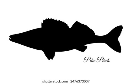 Pikeperch silhouette. Illustration of Zander. Freshwater fish.