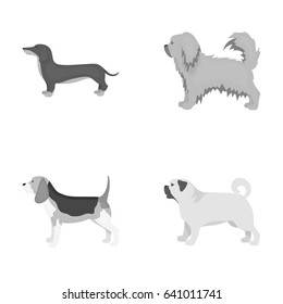 Pikinise, dachshund, pug, peggy. Dog breeds set collection icons in monochrome style vector symbol stock illustration web.