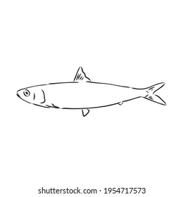 Pilchard. Ink sketch of sardine. Small herring. Hand drawn vector illustration of fish isolated on white background. Retro style.