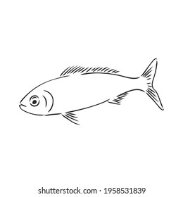 Pilchard. Ink sketch of sardine. Small herring. Hand drawn vector illustration of fish isolated on white background.