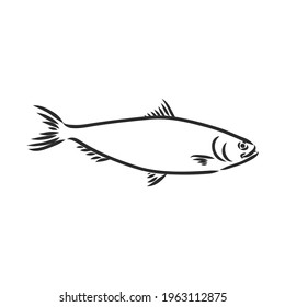 Pilchard. Ink sketch of sardine. Small herring. Hand drawn vector illustration of fish isolated on white background.