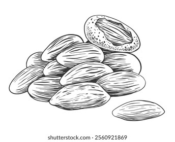 Pile of almonds in sketch style. Black and white engraved almond isolated on white background. Hand drawn nuts
