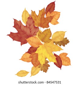 A pile of autumn leaves on white background