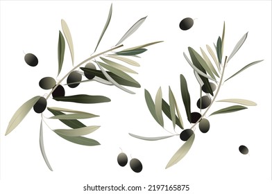 Pile of black olives with leaves, olive branch on isolated background. Vector illustration of black olives on branch. Isolated design element. 