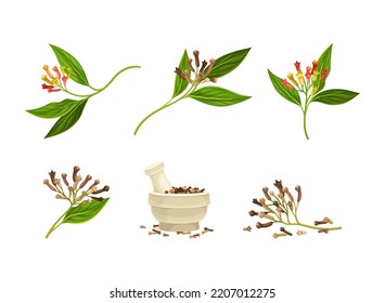 Pile of Dried Clove Aromatic Spice in Mortar with Pestle and Blooming Flower Vector Set