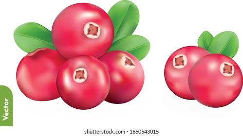 Pile of fresh cranberries on isolated background. Forest berry. 3d realistic vector illustration of cowberries.