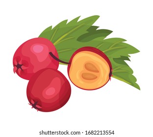 Pile of Hawthorn Berries Rested Near Veined Green Leaf Vector Illustration