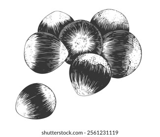 Pile of hazelnuts in sketch style. Black and white engraved peeled hazelnuts isolated on white background. Hand drawn nuts