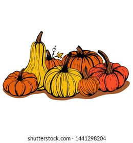 Pile of orange pumpkins drawn by hand in ink sketch on white background.