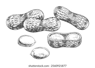 Pile of peanuts in shells in sketch style. Black and white engraved raw peanuts isolated on white background. Hand drawn nuts or beans