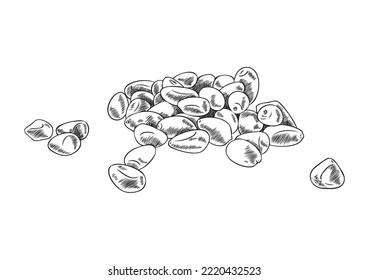 Pile of pine nuts hand drawn engraving style vector illustration isolated on white background. Retro style pine nuts for food and cooking oil packaging design.