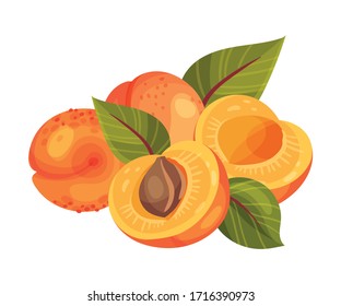 Pile of Ripe Round Apricots with Leaves Isolated on White Background Vector Illustration