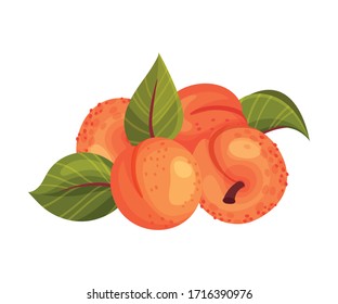 Pile of Ripe Round Apricots with Leaves Isolated on White Background Vector Illustration