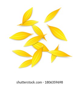 Pile of sunflower, calendula or chrysanthemum flower petals isolated on white background. Vector illustration.