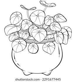 Pilea chinese money plant in a pot. Vector illustrations in hand drawn sketch doodle style isolated on white. Plant for the office interior, house plant. Plant with oval leaves.