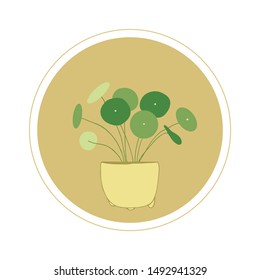 Pilea. Houseplants. Flowerpot in a pot. Round leaves. Succulents