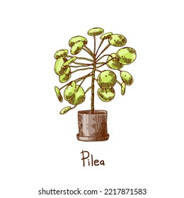 Pilea. Houseplants vector illustrations. Urban jungles. Plants are friends. Culd be used for web, notebook, phone case, etc