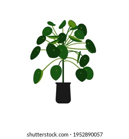 Pilea. Indoor-Pflanzen in einem Topf. Vektorgrafik. Die Innendekoration im modernen skandinavischen Stil.
