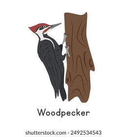 Pileated woodpecker on tree vector illustration, cartoon clipart character, animal in flat style. Wild animals, avian, birds concept. Woodpecker vector design isolated on white background