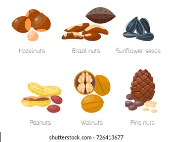 Piles of different nuts hazelnut almond peanut walnut tasty sunflower seed vector illustration