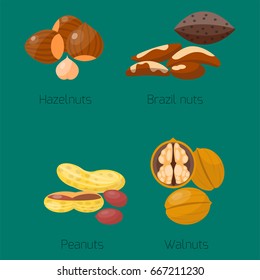 Piles of different nuts hazelnut peanut walnut brazil tasty seed vegetarian nutrition vector illustration