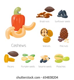 Piles of different nuts pistachio hazelnut almond peanut walnut cashew chestnut tasty seed vector illustration