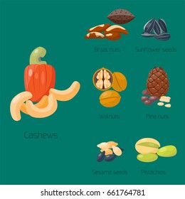 Piles of different nuts pistachio hazelnut almond walnut cashew chestnut tasty seed vector illustration