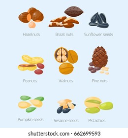 Piles of different nuts pistachio hazelnut almond peanut walnut tasty seed vector illustration