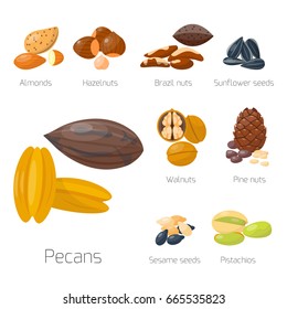 Piles of different nuts pistachio hazelnut almond peanut walnut tasty seed vector illustration