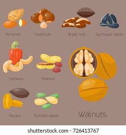 Piles of different nuts pistachio hazelnut almond peanut walnut cashew tasty seed vector illustration