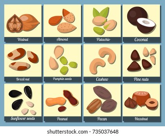 Piles of different nuts pistachio peanut walnut tasty seed vegetarian nutrition vector illustration
