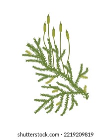 Multi—flowered Pilesia moss - Pylaisia polyantha vector biological drawing
