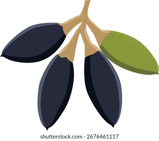Dibujo del Vector de la fruta de la nuez de Pili.