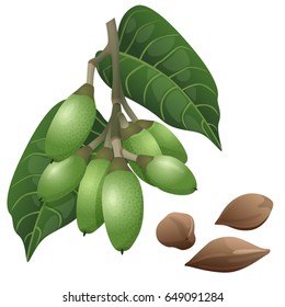 Pili nut plant and nuts / Part of pili branch with the fruits and nuts in the shell
