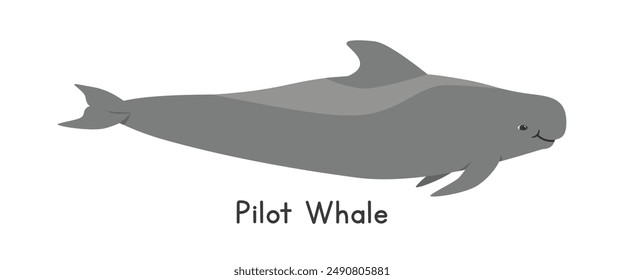 Pilot whale vector illustration. Cute pilot whale cartoon clipart, animal in flat style. Sea animals, underwater creatures, ocean animals, marine life concept. Pilot whale vector design isolated