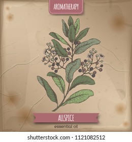 Pimenta dioica aka allspice branch color sketch on vintage background. Aromatherapy series. Great for traditional medicine, perfume design, cooking or gardening.