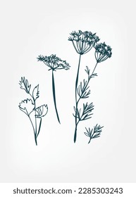 pimpinella wild plant flower grass vector line art elegant isolated clip art isolated