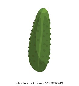 Pimpled Cucumber Isolated on White Background Vector Illustration