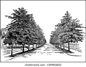 Los robles de alfiler son robles en la sección rojizo de roble de Quercus, dibujo vintage de líneas o ilustración de grabado.
