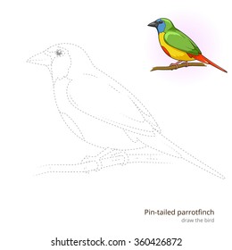 Pin tailed parrotfinch learn birds educational game learn to draw vector illustration