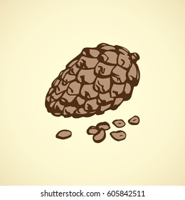 Pinaceae nut pod isolated on white backdrop. Outline ink hand drawn picture in art vintage scribble style. Closeup view
