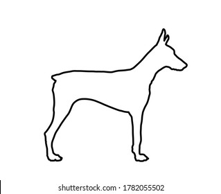 Pincher Doberman dog line contour vector silhouette illustration isolated. German military guardian dog for detecting smuggling drugs. Beware of dog sign. Best friend and guard dog. Shape doberman.