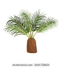 Pindo palm or decorative tree. Vector icon of ornamental tropical plant with thick trunk and fronds. Element for landscaping and exotic climate. Subtropical brazilian fruit flora. Oasis garden clipart