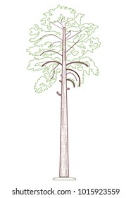 A pine is any conifer in the genus pinus, of the family pinaceae in lines. Vector image.