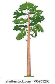 A pine is any conifer in the genus pinus, of the family pinaceae. Vector image.