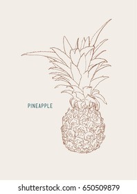 pine apple ,tropical fruit sketch vector.