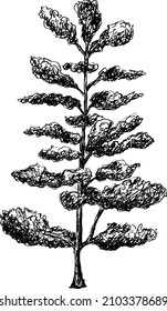 Pine or aspen tree.
Vector illustration in engraving style. Black silhouette of various plants.