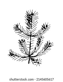Pine. Ilustración en blanco y negro. Vector clipart. dibujado a mano